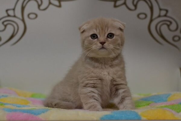 Spirit purebred Scottish fold in a lilac tabby color
