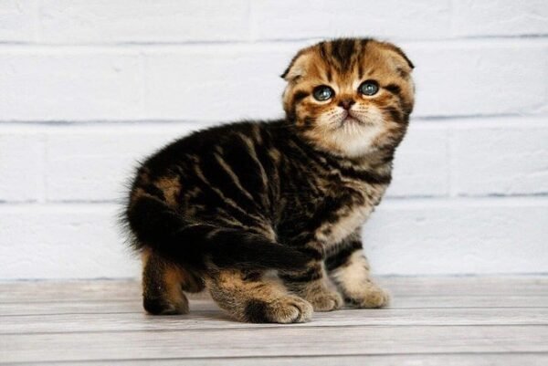 Facebook Scottish fold shorthair male kitten - Image 2