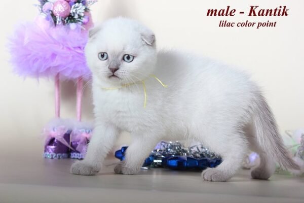 Kantik purebred Scottish fold lilac color point - Image 4