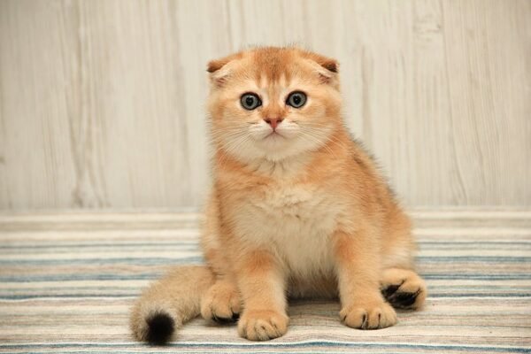 Citrus Scottish fold shorthair male kitten