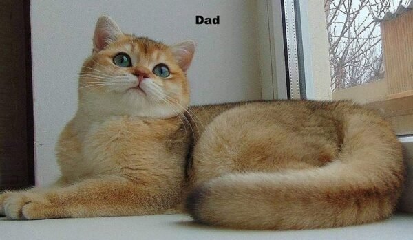 C-Wellington purebred British shorthair male kitten - Image 7