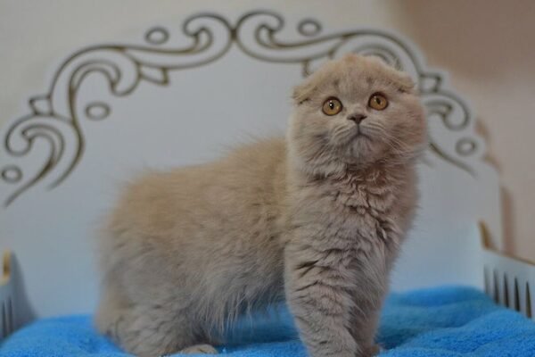 Soffi Scottish fold (highland) longhair female kitten in a lilac color - Image 3