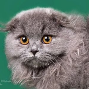 Garfiled Scottish fold male kitten