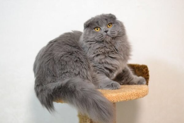 Crombie purebred Scottish longhair female kitten with folded ears in - Image 4