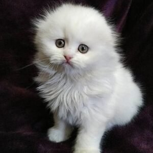 Bueno purebred Scottish fold in a white color