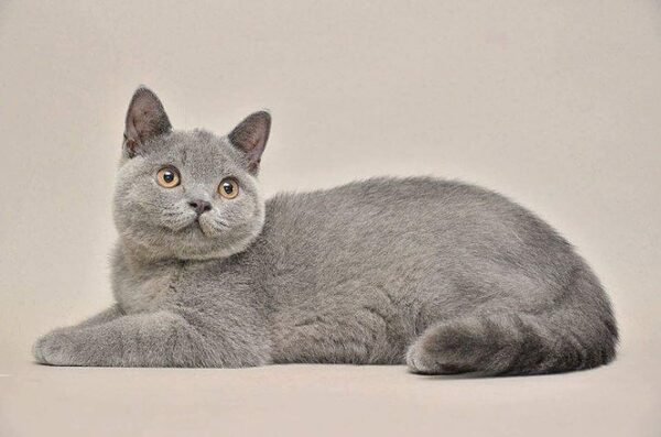 Chuck Norris British shorthair male kitten - Image 2