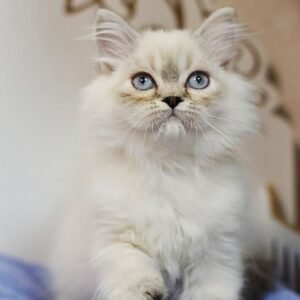 Teon Scottish straight longhair male kitten