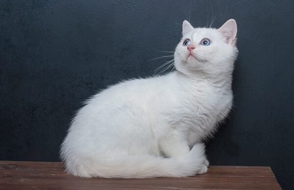 Wilson purebred British shorthair male kitten