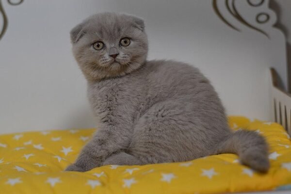 Fibi purebred Scottish fold in a lilac color - Image 3