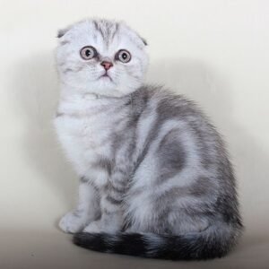 Sabrina silver marble tortie color Scottish fold female kitten