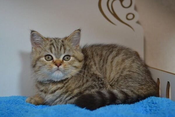 Boo purebred Scottish fold shorthair kitten - Image 2