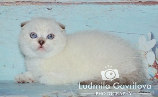 Samuray Scottish fold shorthair male kitten - Image 3