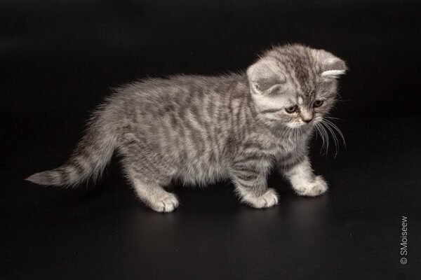 Boni purebred Scottish straight silver tabby female - Image 3