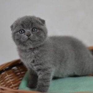 Billy Boy purebred Scottish fold blue color