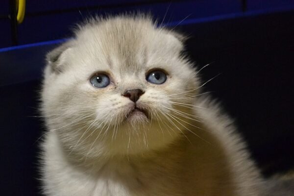 Best Paradise Maximus color point purebred Scottish fold shorthair kitten - Image 4