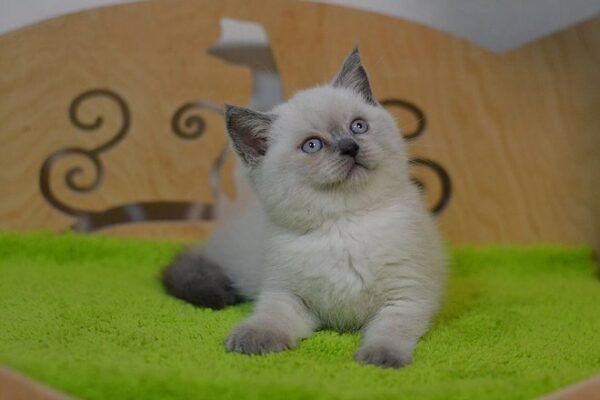 Gucci purebred Scottish straight with blue eyes - Image 4