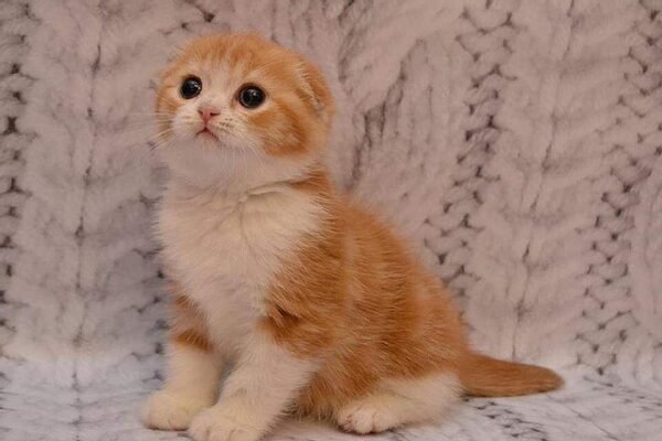 Chaplin purebred Scottish fold in a red with white color - Image 4
