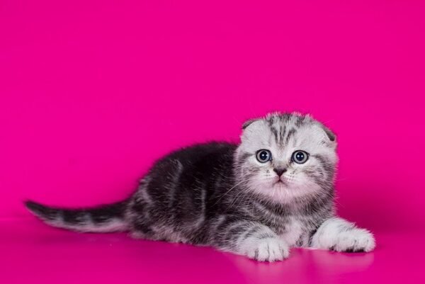 Osman Scottish fold male kitten - Image 4