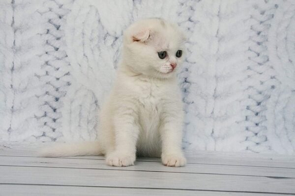 Belle (w62) white color Scottish fold male kitten - Image 2