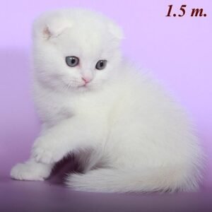 Foxtrot purebred Scottish fold kitten in a white color