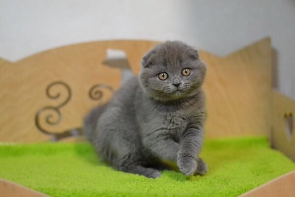 Pepper purebred Scottish fold kitten in a blue color - Image 2