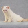 Umka creamy links color point Exotic shorthair kitten - Image 4