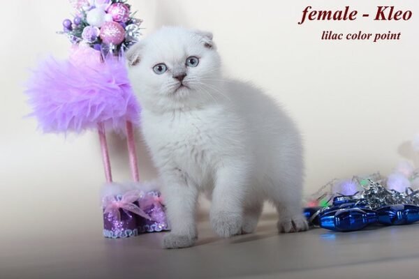 Kleo purebred Scottish fold lilac color point - Image 2
