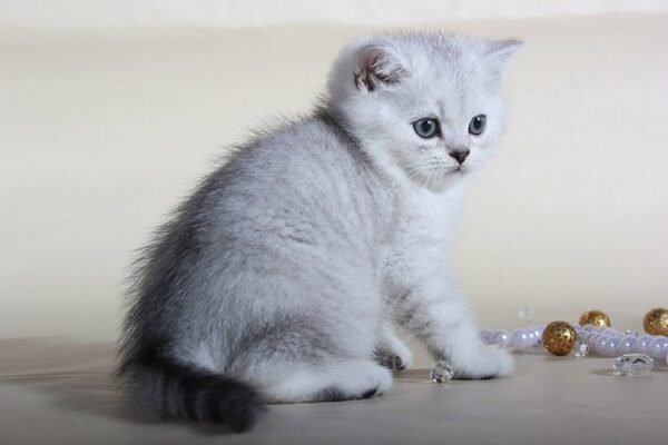 Frost chinchilla color Scottish male kitten - Image 2