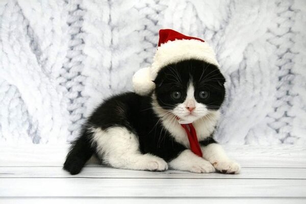Dwayne Johnson purebred Scottish fold in a black on white color - Image 3