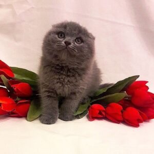 La Kasy blue color Scottish fold female kitten