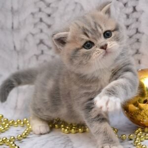 Joker Scottish straight shorthair male kitten