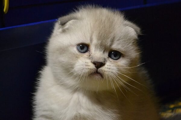 Best Paradise Maximus color point purebred Scottish fold shorthair kitten - Image 2