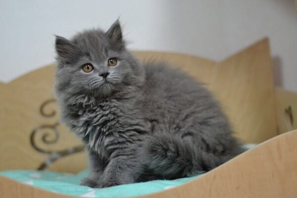 Leo Scottish straight longhair male kitten