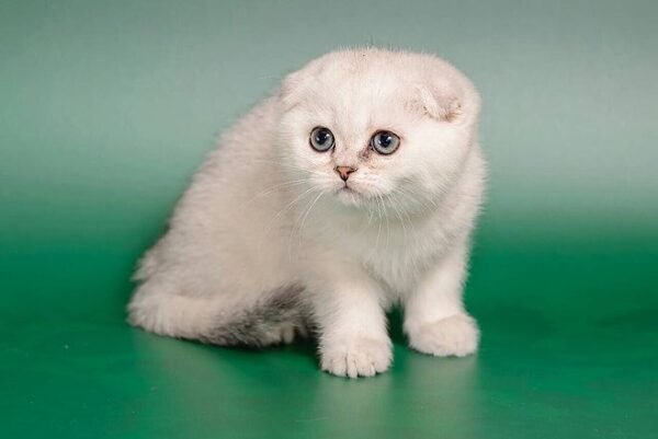 Michelangelo purebred Scottish fold silver chinchilla male - Image 2