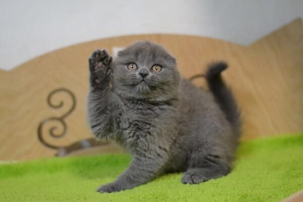 Pepper purebred Scottish fold kitten in a blue color - Image 4