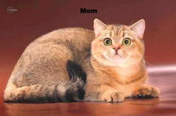 C-Wellington purebred British shorthair male kitten - Image 8
