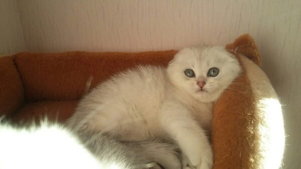 Camrad Scottish fold shorthair male kitten - Image 4