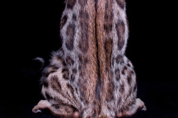Coral purebred Bengal female kitten - Image 4