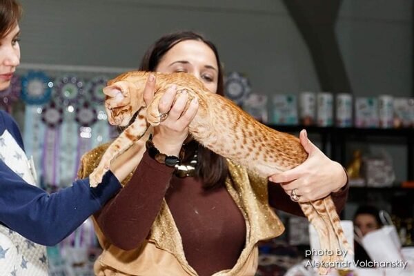 Dragon Lord Oriental male kitten - Image 2