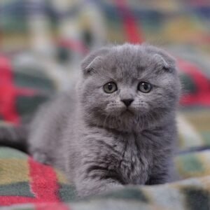 Sheri Scottish fold shorthair female kitten