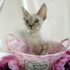 Orlando chocolate lynx point color male kitten Devon Rex - Image 5