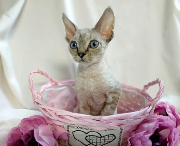 Orlando chocolate lynx point color male kitten Devon Rex - Image 5
