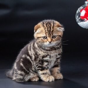 Bellana purebred Scottish fold girl