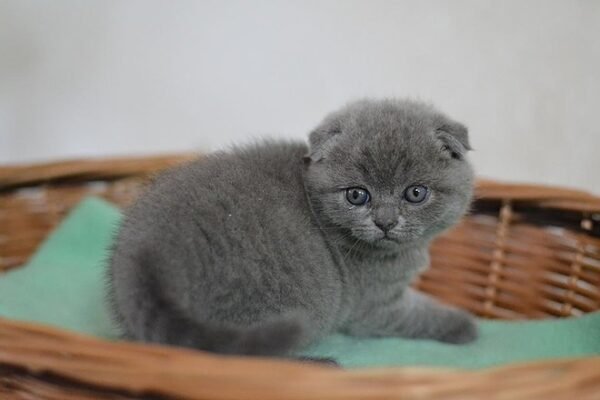 Billy Boy purebred Scottish fold blue color - Image 4