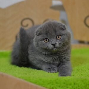 Pepper purebred Scottish fold kitten in a blue color