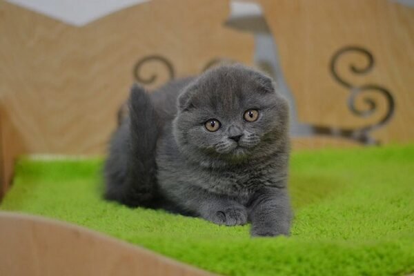 Pepper purebred Scottish fold kitten in a blue color