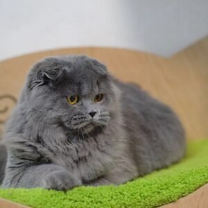 Crombie purebred Scottish longhair female kitten with folded ears in