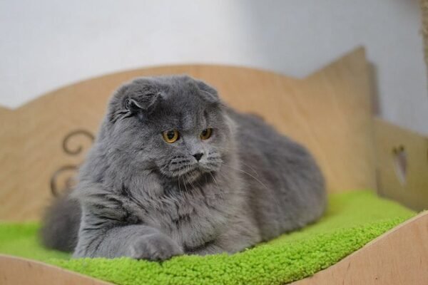 Crombie purebred Scottish longhair female kitten with folded ears in