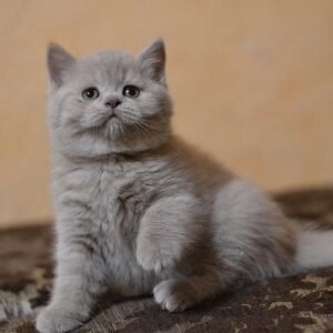 Lavender purebred Scottish straight in a lilac color