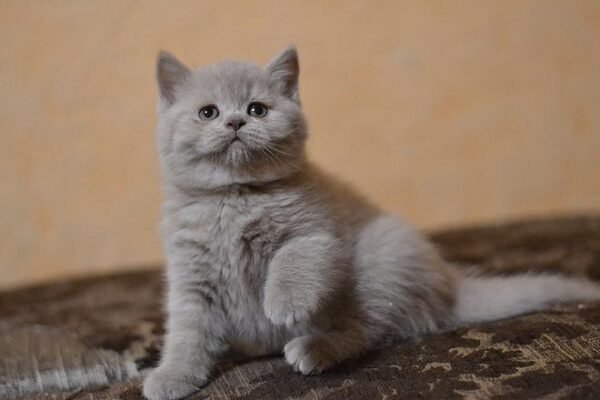 Lavender purebred Scottish straight in a lilac color